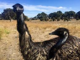 95 ($4.24/ounce) get it as soon as mon, apr 19. Extinct Dwarf Emus On Kangaroo Island Were Medium Sized The Islander Kingscote Sa