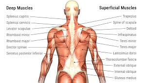 Body Cavities And Membranes - Scientist Cindy