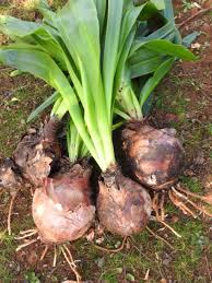 Image result for Drimia calcarata