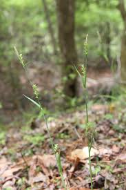 Image result for Scleria laxiflora