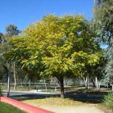 Image result for Melia azedarach