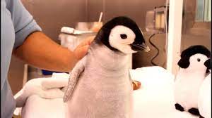 Aurora world is internationally known as a leading manufacturer of plush. A Month Old 2 Pound Emperor Penguin Gets Feeding Youtube