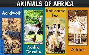 Animal list of african wildlife and its beautiful dangerous wild animal safaris. An Exhaustive List Of African Animals With Some Stunning Photos Animal Sake