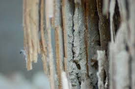 Bug man pest control website. Wdi Report And Wood Destroying Insects