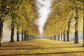 Sunday Photo Autumn In England The Stunning Lime Avenue In Marbury Country Park In Chester For Your Desktop Wallpaper Country Park Autumn Landscape Sunday Photos