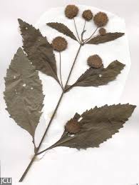 Image result for Hyptis