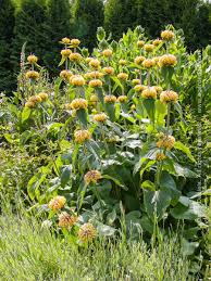 Image result for Phlomis fruticosa