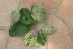 Image result for Terminalia mollis × stenostachya