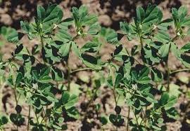 الحلبة لها خصوصيتها تعالج الإضطرابات النسائية و تدر الحليب و تعالج الحمى والأنيميا موسوعة النباتات الطبيعية و مستحضراتها