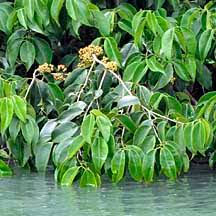 Image result for Memecylon