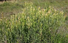 Image result for Eriosema nutans
