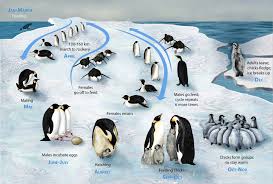 Emperor Penguin Wikipedia