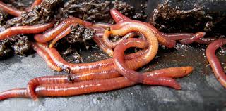 Image result for Red Wigglers