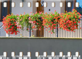 Image result for foto muškáty