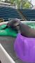 Video for Splish Splash Seal Coating