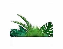 Tropical Background Pictures Png Free Tropical Background Pictures Png Transparent Images 56937 Pngio If you're thinking of using leaf png on a website, i suggest you reduce the size first. tropical background pictures png free
