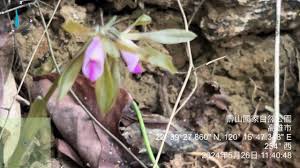 Image result for Nervilia kotschyi