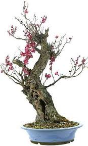 Ponder the shape before you trim! Apricot Bonsai Care Bonsaischule Wenddorf