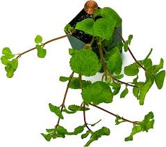 Image result for Pilea rivularis