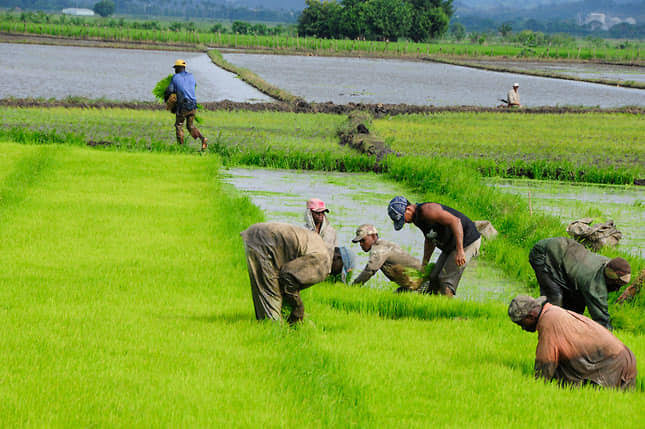Produccion de Arroz en la República Dominicana, Zonas Principales: Norte, Norcentral, Noroeste, Nordeste, Este, Central, Sur y Suroeste.