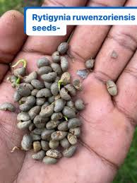 Image result for Rytigynia ruwenzoriensis