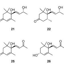 Image result for Artabotrys collinus