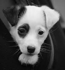 Pin By Hamiyet Tasdelen On Bidiklar Cute Dogs Cute Puppies Cute Animals
