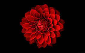 Red and black flowers wallpaper. 74 Red Flower Wallpaper On Wallpapersafari