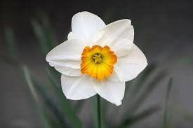 Known for her abstract and figurative … Fiori Bianchi Significato E Le 20 Varieta Piu Belle Greenme