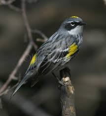 They are very rare vagrants to western europe. Yellow Rumped Palm And Yellow Warblers At Wehr Nature Center In Franklin Wisconsin On April 23 2019 Window To Wildlife Photography By Jim Edlhuber