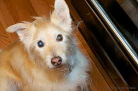 My perfect pet low phosphorus blend lamb & rice frozen dog food bulk 15lbs. Recipe For Low Phosphorus Dog Food Caring For A Dog With Chronic Renal Failure