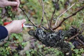 Image result for grape pruning
