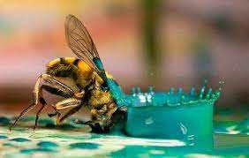 21 Stunning Freeze Moments Captured With A Fast Shutter Pics Fast Shutter Surrealism Photography Fast Shutter Speed