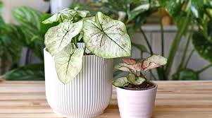 Image result for Caladium