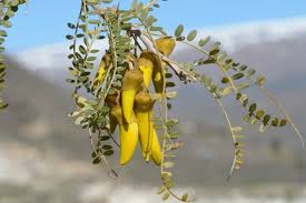 Image result for Sophora inhambanensis