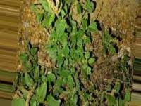 Image result for Euphorbia mossambicensis