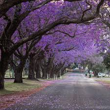 Image result for Jacaranda mimosifolia