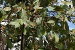 Image result for Ochna gambleoides
