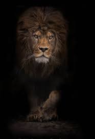 The Mighty Beast Animals Lion Pictures Animals Beautiful