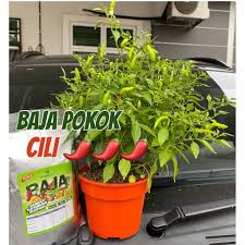 Kos tersebut adalah untuk pembelian baja larutan cooper @ baja ab, pembelian racun kulat & serangga perosak, pembelian foliar, pembelian baja organik dan pembelian. Baja Sb Pokok Cili Untuk 150pokok Pack Premium Organik Subur Bunga Buah Berat 1000gram Percuma 500gram Shopee Malaysia