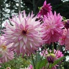 Growing Dahlias Flower Garden Growing Dahlias Flowers Perennials