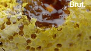 Certains le font très rapidement, d'autres extrêmement lentement. Comment Les Abeilles Construisent Elles Leur Ruche Youtube