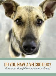 If your dog has developed a lump or mass, you should take him to the vet, who will likely perform a biopsy. Clingy Dogs Is Your Dog A Velcro Dog Dog Benefits Canine Cancer Dog Cancer