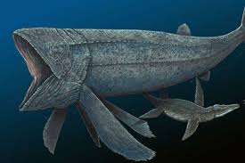 Cukup mudah mudah bukan?, yang paling penting anda rajin memberi makan setiap hari jangan sampai terlewatkan dan ikan nila bisa dipanen setelah masa. 5 Fakta Leedsichthys Ikan Terbesar Yang Pernah Hidup Di Bumi