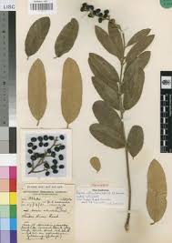 Image result for Ozoroa reticulata