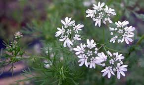 Image result for Coriandrum