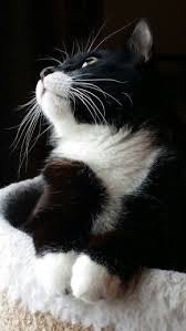 Black And White Tuxedo Cats For Sale Magnificent Marcel Can T Help But Love Black And White Tuxedo Cats Never Have Known One With A Bad Disposition With Images Beautiful Cats Kittens Cutest Pretty Cats