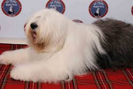 Check spelling or type a new query. Meet The Dulux Dog At The Hardware Store S Alexandria Opening Sydney