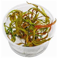Please follow this link to find out more information about this plant. Cryptocoryne Crispatula Var Balansae 1 2 Grow Aquasabi Aquaristik Shop