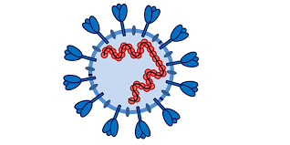 2019 novel coronavirus, wuhan seafood market pneumonia virus) — оболочечный одноцепочный. Deutsches Primatenzentrum Preventing Spread Of Sars Coronavirus 2 In Humans